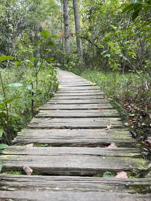 A wooden boardwalk winding through lush greenery and trees in a serene natural setting.