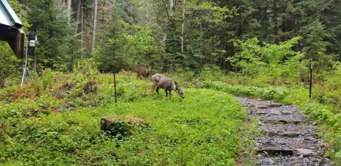 A deer grazes on lush green grass along a winding path in a forested area.