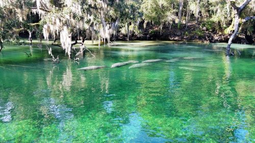 A serene river scene with clear green water, trees draped in Spanish moss, and several manatees swimming.