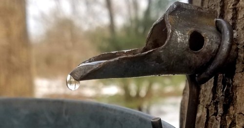 A close-up of a metal spout dripping water, attached to a tree, with a blurred background of nature.