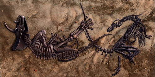 Fossilized dinosaur skeletons intertwined in a rocky, sandy background, showcasing ancient remains.