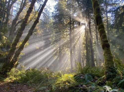 Sunlight streams through tall trees in a misty forest, illuminating ferns and creating a serene, magical atmosphere.