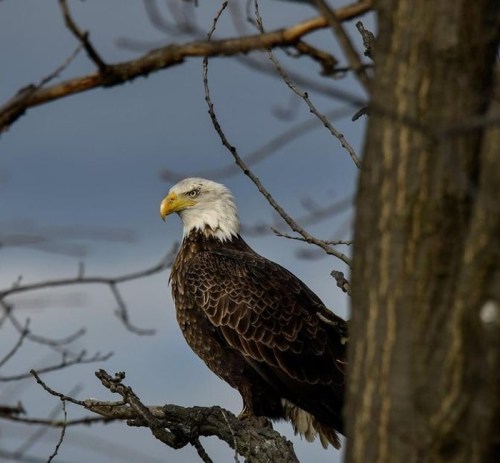 A bald eagle perched on a branch, with a cloudy sky in the background.