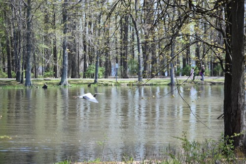 A serene pond surrounded by trees, with a bird flying over the water and people walking along a path in the background.