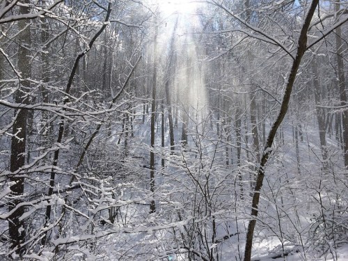 Sunlight filters through snow-covered trees in a serene winter forest, creating a peaceful, ethereal atmosphere.