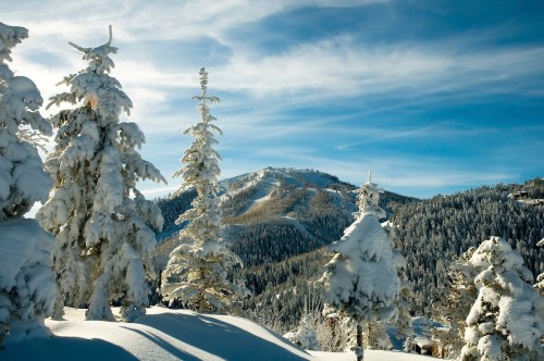 Snow-covered trees in a winter landscape with a mountain in the background under a clear blue sky.