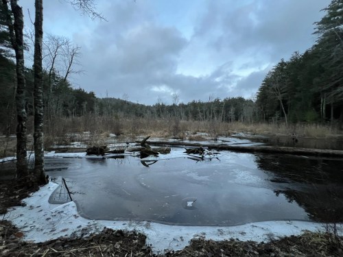 A serene wetland scene with dark water, ice patches, and trees under a cloudy sky.