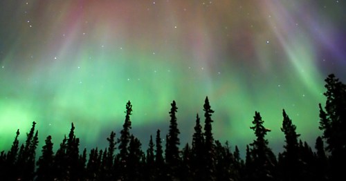 A vibrant aurora borealis lights up the night sky above a silhouette of tall pine trees.