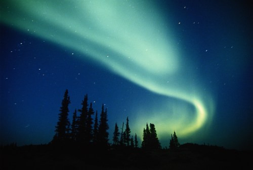 A vibrant aurora borealis dances in the night sky above silhouetted trees against a deep blue backdrop.