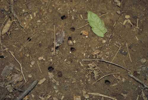 Close-up of soil with scattered twigs, small stones, and a single green leaf.