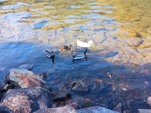Four ducks swimming in clear water, with rocks visible beneath the surface.