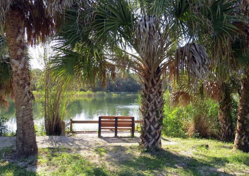 A serene view of a bench by a calm lake, framed by palm trees and lush greenery.