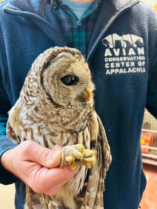 A person in a blue vest holds a close-up of a barred owl, showcasing its distinctive feathers and large eyes.