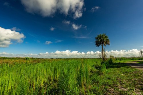 A lush green landscape under a blue sky with fluffy clouds, featuring a single palm tree in the foreground.
