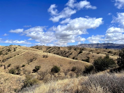 Rolling hills under a blue sky with fluffy clouds, featuring dry grass and sparse trees in the foreground.