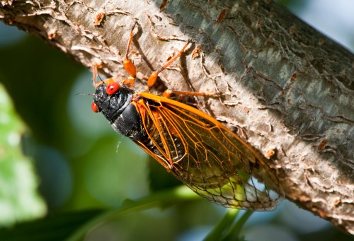 A close-up of a cicada perched on a tree branch, showcasing its orange wings and red eyes.
