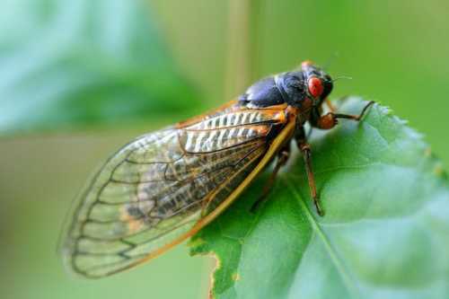 Close-up of a cicada perched on a green leaf, showcasing its detailed wings and bright red eyes.