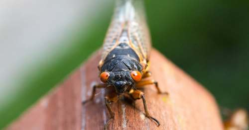 Close-up of a cicada perched on a wooden surface, showcasing its distinctive black body and bright orange eyes.