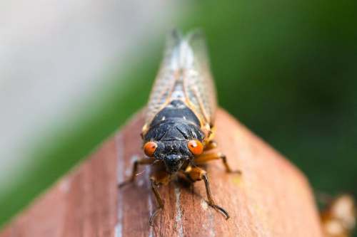 Close-up of a cicada perched on a wooden surface, showcasing its distinctive red eyes and detailed wings.