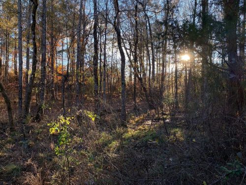 Sunlight filters through trees in a serene forest, highlighting autumn foliage and lush undergrowth.