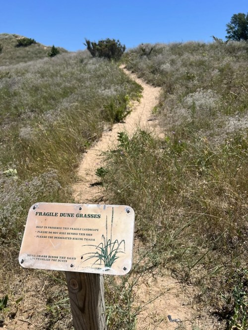 A sandy path through tall grass, with a sign reading "Fragile Dune Grasses" in a sunny outdoor setting.