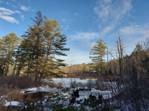 A serene landscape featuring a frozen pond surrounded by tall pine trees and a clear blue sky.