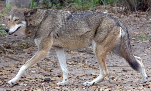 A gray wolf walking through a forested area, surrounded by fallen leaves and greenery.
