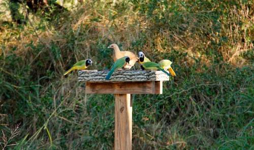 A wooden bird feeder with several colorful parrots and a dove perched on it, surrounded by green foliage.