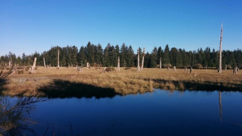 A serene landscape featuring a calm pond, grassy fields, and tall trees under a clear blue sky.