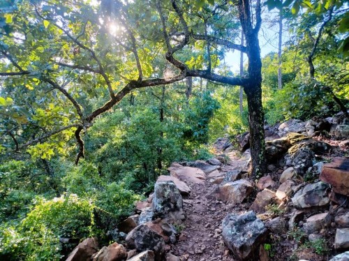 A rocky trail winds through a lush forest, with sunlight filtering through the trees and greenery surrounding the path.