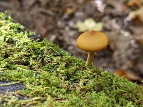 A small, golden mushroom grows on a bed of vibrant green moss in a forest setting.