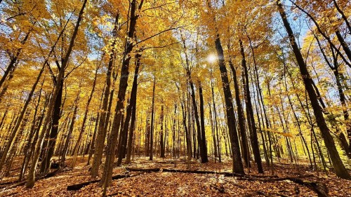 A vibrant autumn forest with tall trees and golden leaves, illuminated by sunlight filtering through the branches.