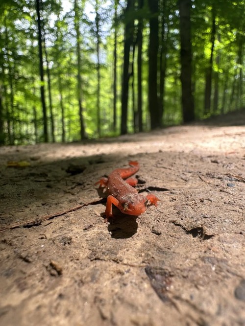 A small orange salamander on a dirt path, surrounded by green trees in a sunlit forest.