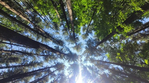 Looking up at tall trees with green leaves against a bright blue sky, sunlight filtering through the branches.