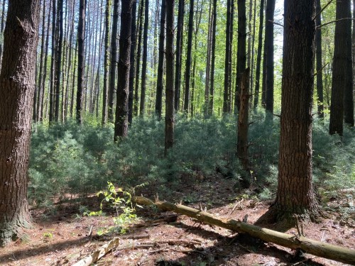 A serene forest scene with tall trees, green underbrush, and dappled sunlight filtering through the leaves.