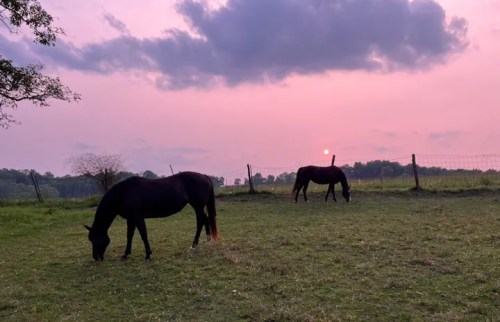 Two horses graze in a field at sunset, with a pink and purple sky in the background.