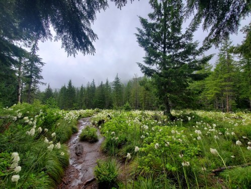 A serene forest scene with a stream flowing through lush greenery and white flowers under a cloudy sky.