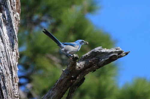 A blue jay perched on a branch, holding a small object in its beak, against a clear blue sky.