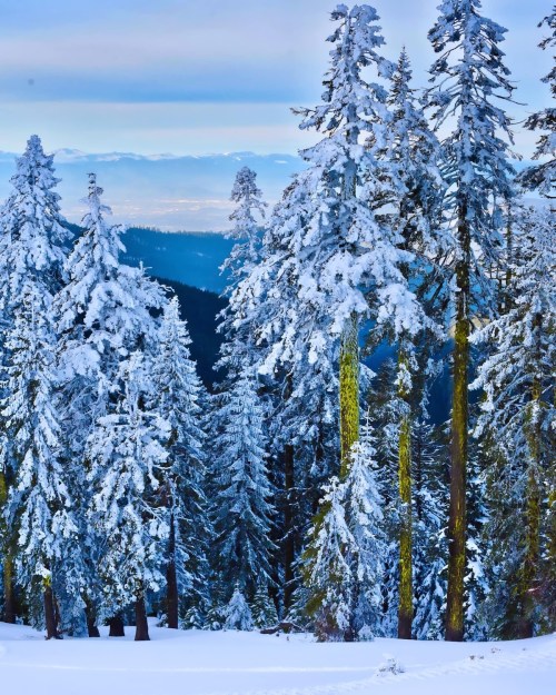 Snow-covered evergreen trees stand tall in a winter landscape, with distant mountains visible under a blue sky.