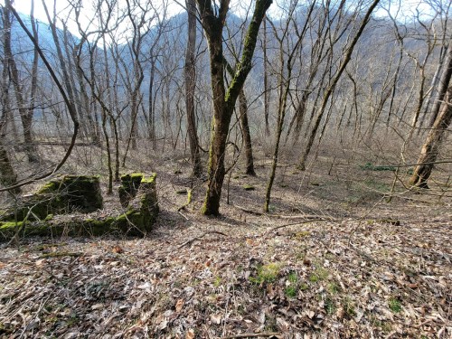 A forest scene with bare trees, moss-covered stones, and a carpet of fallen leaves on the ground.
