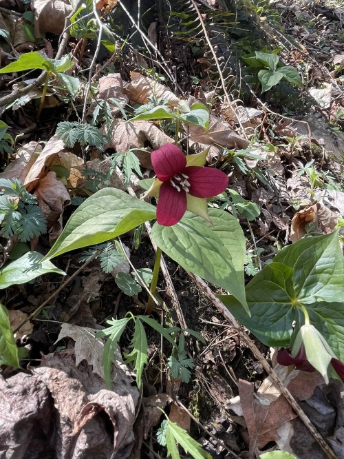 A red trillium flower blooms among green leaves and fallen leaves on the forest floor.