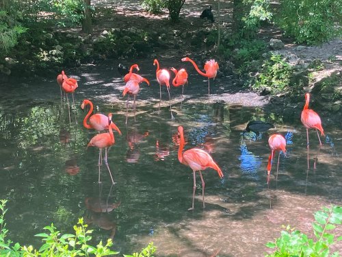 A group of pink flamingos standing in shallow water surrounded by greenery.