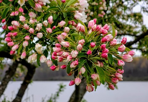 A close-up of pink and white flower buds on a tree branch, with a blurred lake in the background.