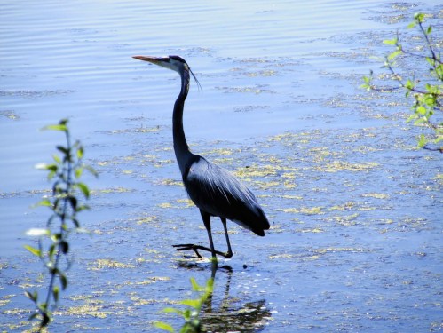 A heron stands in shallow water, surrounded by green foliage and reflecting blue sky.