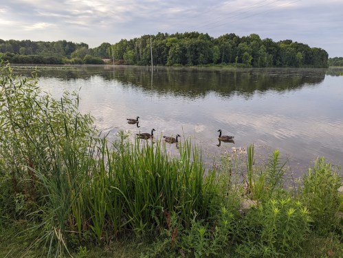 A serene lake scene with ducks swimming, surrounded by lush greenery and trees under a cloudy sky.