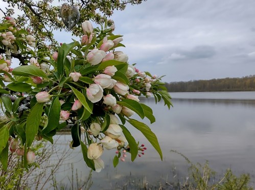 A close-up of blooming flowers on a branch by a calm lake, with overcast skies in the background.