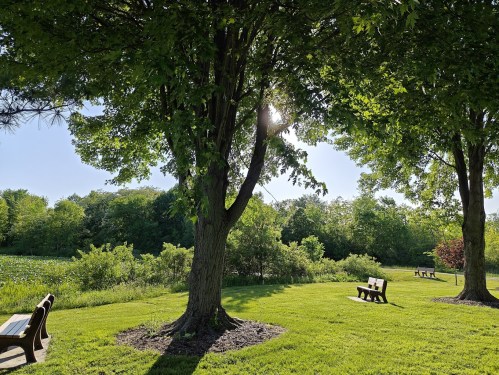 A sunny park scene with green grass, trees, and benches, surrounded by lush foliage and a clear blue sky.