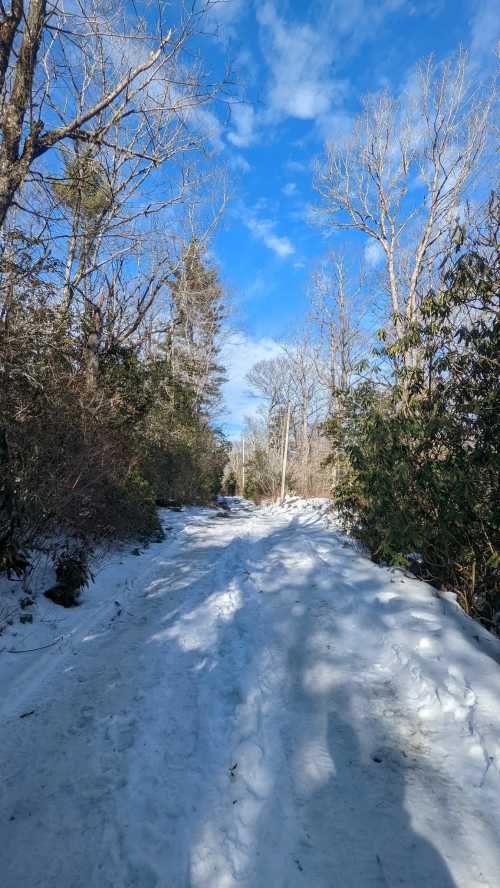 A snowy path surrounded by bare trees and greenery under a bright blue sky.