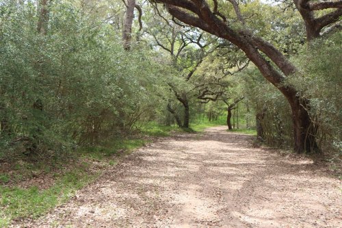 A dirt path winding through a lush, green forest with large trees and scattered leaves on the ground.