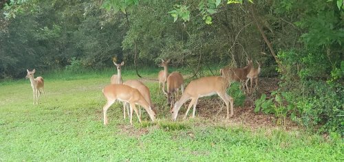 A group of deer grazing in a lush green area under trees.